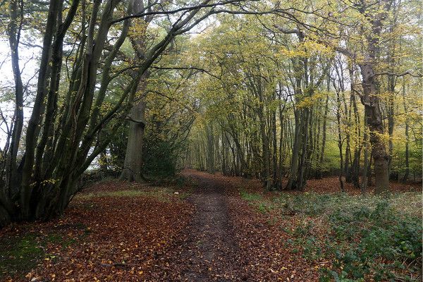 Nine Acre Wood near Little Berkhamsted - Jon Combe