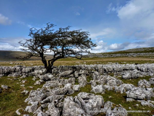 Twisted Tree on lower slopes of Whernside
