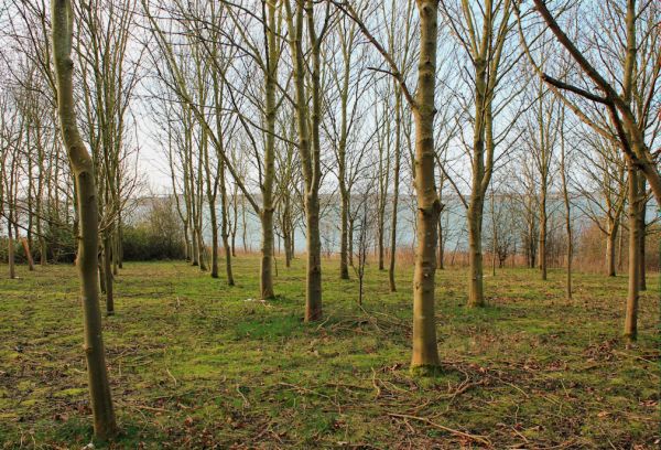 New woodland on banks of Grafham Water