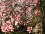 Valley Gardens magnolia, Windsor Great Park (GR TQ973693)