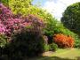  Rhododendrons and azaleas in the Valley Gardens