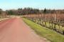 Denbies Vineyard Denbies Vineyard
