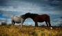 Stage 1: Ponies on Mynydd Maen ridge Stage 1: Ponies on Mynydd Maen ridge