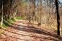 Stage 5 - Descending through woods towards Abercynon Stage 5 - Descending through woods towards Abercynon