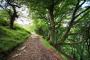 Stage 2 - Established beech trees above the Sirhowy Valley Stage 2 - Established beech trees above the Sirhowy Valley