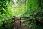 Stage 2 - Woodland path near Full Moon Stage 2 - Woodland path near Full Moon
