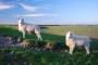  Sheep on Bronkham Hill
