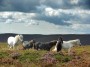  Wild ponies on Haterall Hill