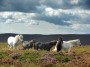 Wild ponies on Haterall Hill Wild ponies on Haterall Hill
