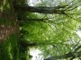 Rubery to Alvechurch 111