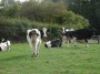 Alvechurch to Tanworth 107 Alvechurch to Tanworth 107