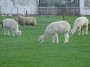Alvechurch to Tanworth 117 Alvechurch to Tanworth 117