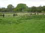 Henley-in-Arden to Aston Cantlow 77 Henley-in-Arden to Aston Cantlow 77