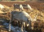 Reindeer on the Cromdale Hills