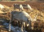 Reindeer on the Cromdale Hills Reindeer on the Cromdale Hills