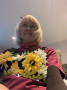 Flowers Flowers