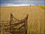 CORNFIELD CORNFIELD