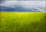 GRASSLAND GRASSLAND