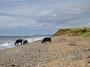  COWS ON BEACH AT WEST CUMBRIA