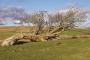 PREVAILING WIND ! PREVAILING WIND !