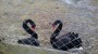  BLACK SWANS AT LONGDALE