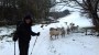 SHEEP HOPING FOR FOOD SHEEP HOPING FOR FOOD