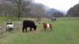 COW & CALF COW & CALF