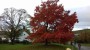 Autumn in Uldale Autumn in Uldale