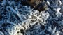 FROST FORMATIONS FROST FORMATIONS