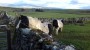 FELL PONIES FELL PONIES