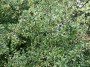 A GOOD YEAR FOR SLOES A GOOD YEAR FOR SLOES