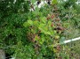 JUICY BRAMBLES JUICY BRAMBLES