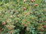 COLOURFUL ROSEHIPS COLOURFUL ROSEHIPS