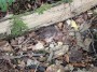 A timid shrew next to the path A timid shrew next to the path