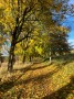 Autumn colours still evident on the track towards the M6; Autumn colours still evident on the track towards the M6;