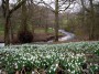 Snowdrops at Acorn Bank (National Trust) Snowdrops at Acorn Bank (National Trust)