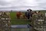 Newborns at Asby Grange farm Newborns at Asby Grange farm
