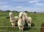 Interested Llamas Interested Llamas