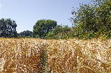 An unexpected field of Barley.. An unexpected field of Barley..