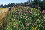 ..And unfortunately of rampant Himalayan Balsam ..And unfortunately of rampant Himalayan Balsam
