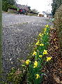 Early daffodils Early daffodils