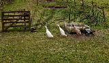 Runner ducks at Rowanburn Runner ducks at Rowanburn