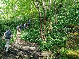 Bluebells and wild garlic aplenty Bluebells and wild garlic aplenty