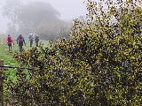 Sloes in profusion near Greengill Syke, Morland NY590222 (approx)
