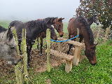 Frisky equines. I got my pole from the Horse's mouth! Frisky equines. I got my pole from the Horse's mouth!