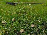 Magic Mushrooms near Threaplands Farm