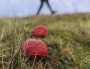 Scarlet Waxcaps and passing toecaps on Ash Fell Scarlet Waxcaps and passing toecaps on Ash Fell