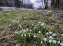 Galanthus Nivalis - a welcome sight