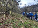 Hazel Catkins show spring is near on the banks of Raven Beck