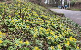 More signs of spring in a flourish of Winter Aconites at Little Salkeld More signs of spring in a flourish of Winter Aconites at Little Salkeld